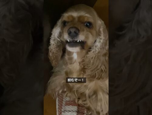 やばい！咬まれる！　#dog #犬のいる暮らし #ペット #アメリカンコッカースパニエル #激怒