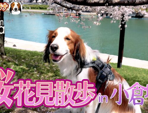 #105  コーイケルホンディエと桜・花見散歩IN小倉城がめっちゃ綺麗だった