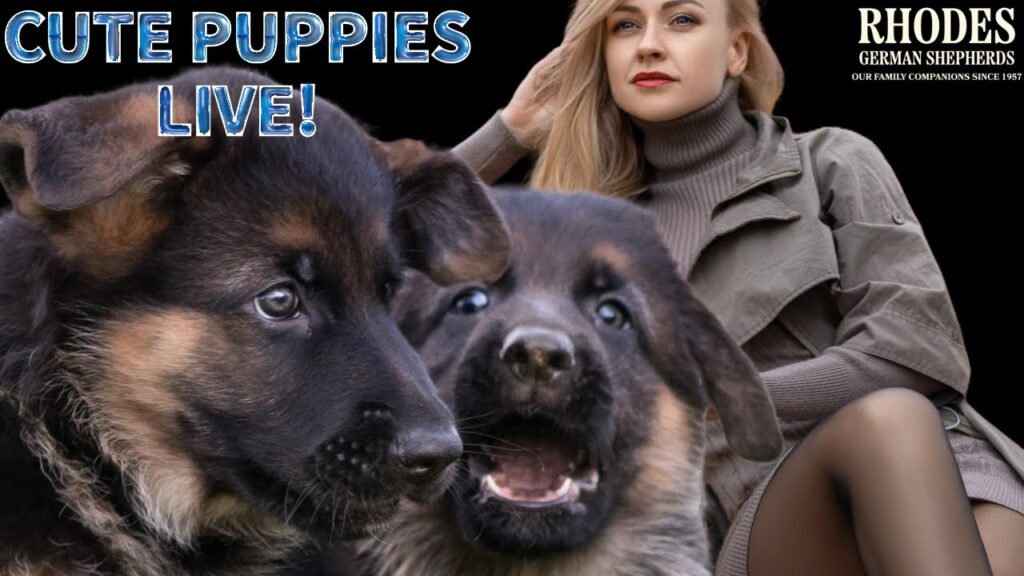 CUTE Puppies LIVE! CUTE Puppies LIVE!