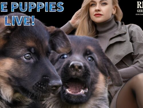 CUTE Puppies LIVE!
