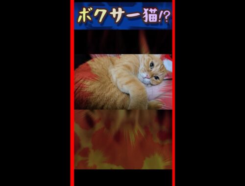ボクサー猫。#shorts #ねこ #cat #ボクシング