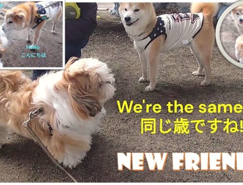 New Shiba-inu Friend! 新しい柴犬のお友達! #shihtzu #dogfriends, #シーズー,#shibainu, #柴犬,