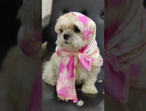 Lhasa apso dog cute picture Lucy Miguel fairy Tale| #shitzu #lhasaapso #cutefunnydogs