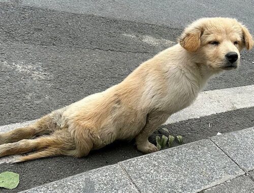 With both legs paralyzed, the puppy tried to walk step by step on the deserted road looking for help