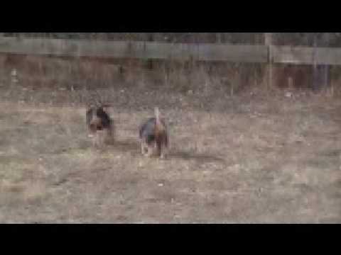 Welsh Terrier pups - Green and Red playing ウェルシュテリア