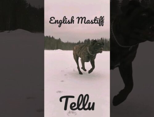English Mastiff chasing - You better be a fast runner #bigdogs #mastiff #chasing #scary #slowmotion