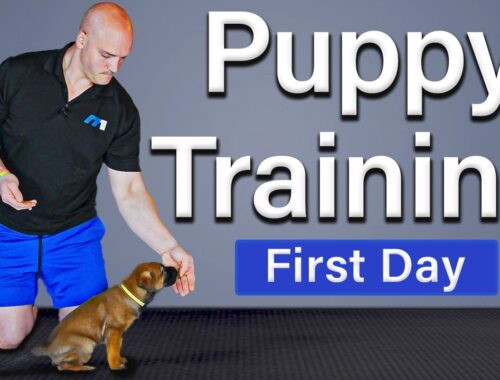 How Working Puppies Start Training
