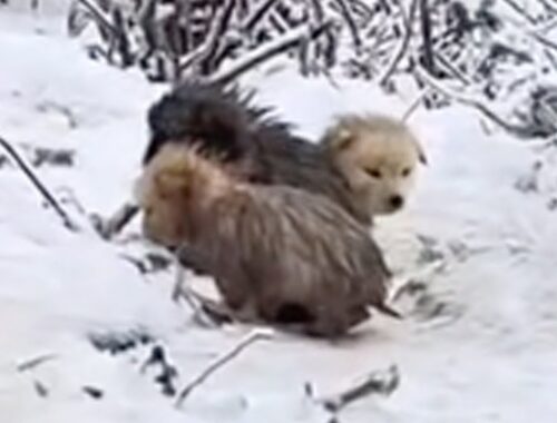In the snowstorm, puppies with wet fur trembled and cried loudly calling for their mothers
