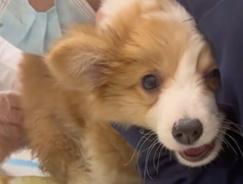 Abandoned at a construction site because of hemorrhoids, the poor puppy cried loudly for help