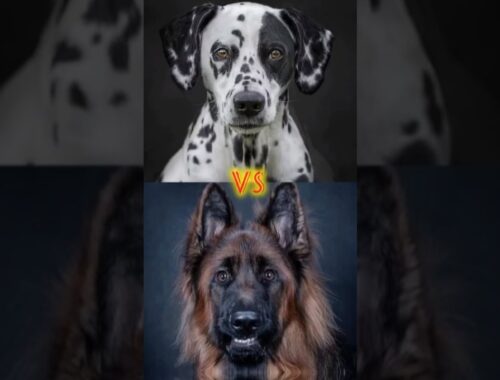 Dalmatian vs German shepherd vs pitbull vs Presa canario vs Neapolitan mastiff #ytshorts