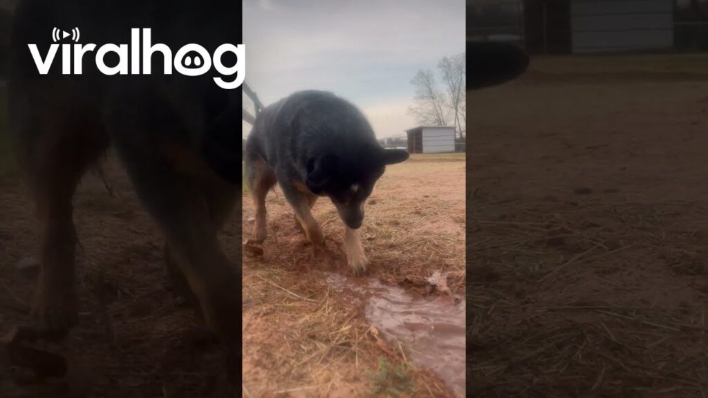 Sissy the Water-Obsessed Dog on Duty || ViralHog Sissy the Water-Obsessed Dog on Duty || ViralHog