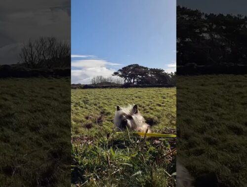 Cairn terrier dog walkies FAIL