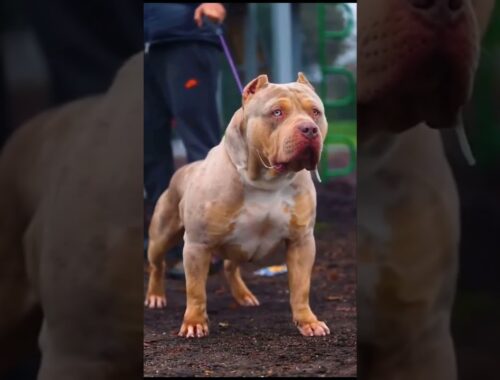 5 most deadliest dogs breeds in the world 👿#shorts