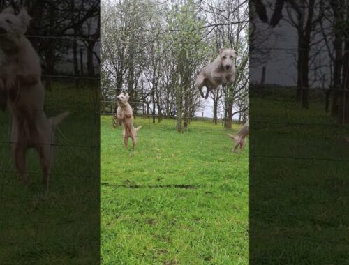 Trio of dogs jumping a fence in slow-motion. Flying Bedlington Whippets #doglover #dog