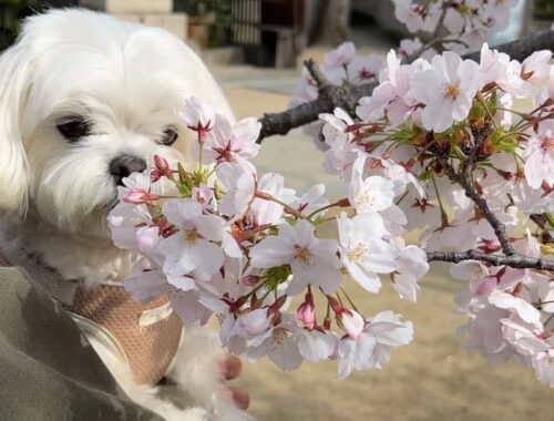 桜に興味のない犬が公園ではしゃいで泥んこになる様子を見てくれ【マルチーズ】