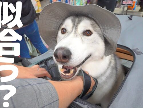 田舎育ちのハスキー犬が都会でファッションに目覚めた瞬間がこちらです笑