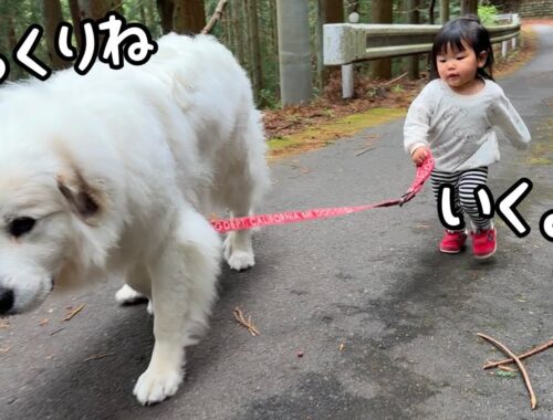 【ついに！】超大型犬のお散歩を完全にマスターした１歳児が凄すぎました…！｜グレートピレニーズ&オールドイングリッシュシープドッグ&トイプードル
