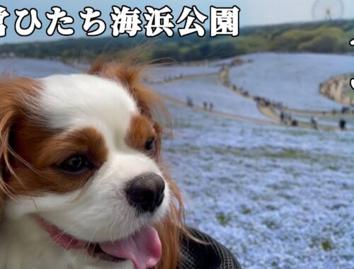 【絶景】愛犬と一緒にひたち海浜公園で見頃のネモフィラを見に行ってみた！【GWおすすめ】
