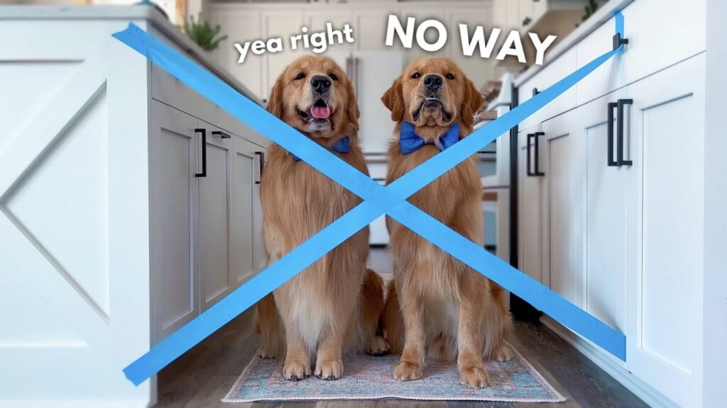 My Dogs React to the Painter’s Tape Challenge My Dogs React to the Painter's Tape Challenge