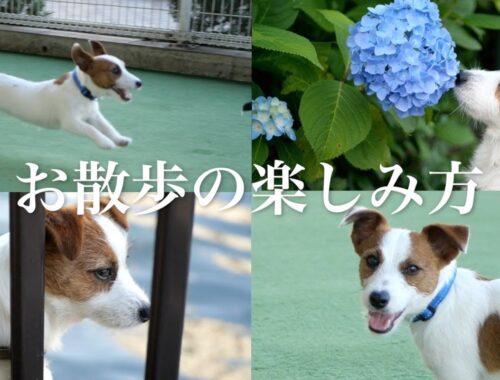 【お散歩】ロマンチストな兄犬と仲間とわいわい遊びたい弟子犬/ジャックラッセルテリア/子犬