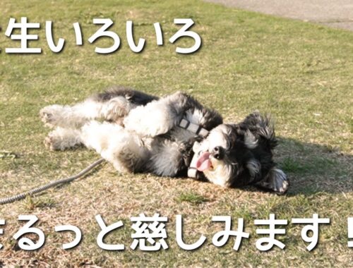 【ミニチュアシュナウザー】飼い主さんが大好きすぎる男犬