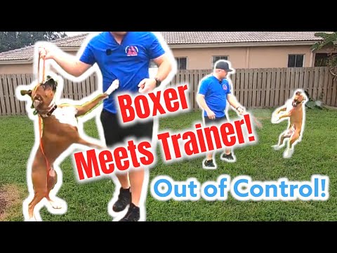 Out of Control BOXER meets Dog Trainer!
