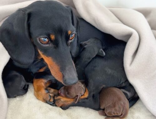 Newborn Mini Dachshund puppies.