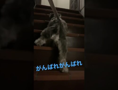 家の階段をのぼる子犬シュナウザーがかわいすぎる