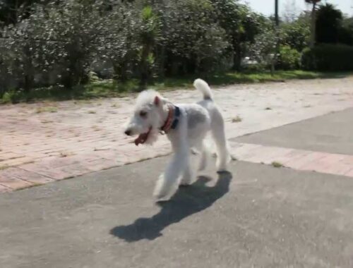 Wire Fox Terrier 　― Brief journeys  紀伊長島 熊野 志摩 伊勢 （3） ―