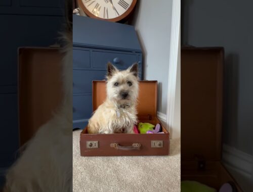 Cairn terrier packs for his holiday to Scotland