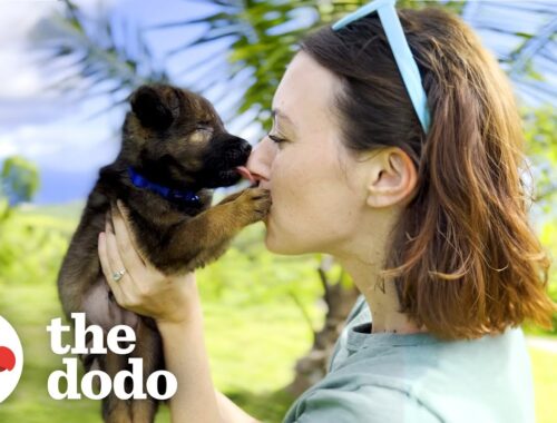 Foster Mom Is A “Seeing Eye Human” For Blind Puppy | The Dodo