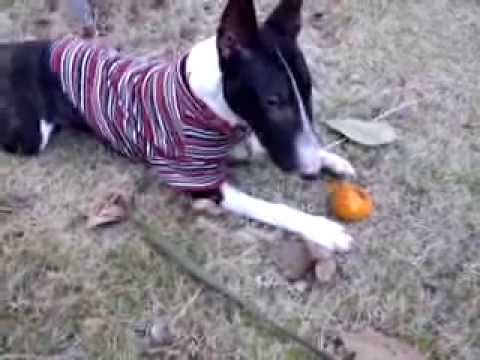 ミニチュアブルテリアの「ぐぅちゃん」拾い食い Bull Terrier