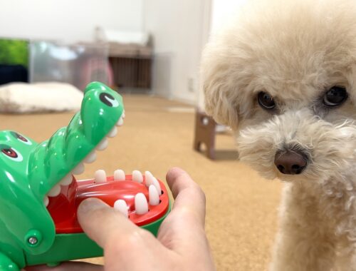 初めてワニのおもちゃで遊んだ時の愛犬の反応が…【トイプードル】