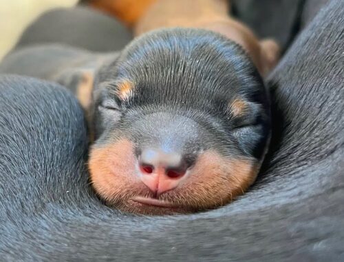 Cutest Dachshund puppy noses.