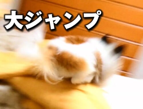 【パピヨン】シャンプー後、開放感から大暴れするパピヨン犬