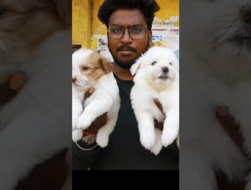 Lhasa apso sale in Chennai⁉️#dog#lhasaapso#terrier #lhasaapsodog#dog #lhasaapsoterrier#petmarket