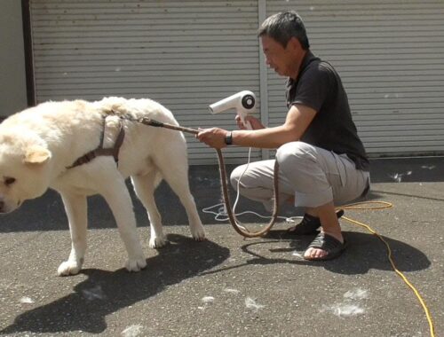 【秋田犬ゆうき】中腰の痛みに耐え飼い主がシャンプーをしてくれたのでスカスカの夏毛になりました♪【akita dog】