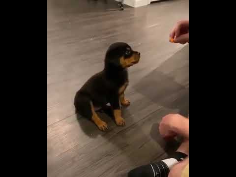 rottweiler puppy training