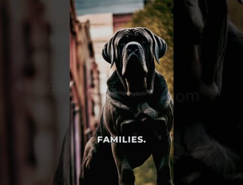 4- Neapolitan Mastiff #courageouscanine #heartwarmingstory #loyaldog