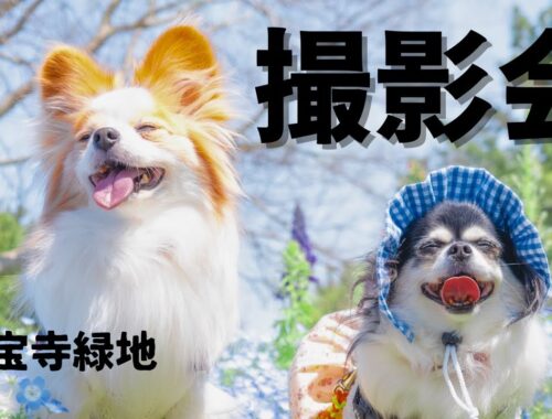 久宝寺緑地で撮影会　[元保護犬チワワとパピヨンのかほご犬s]犬のいる暮らし/愛犬と楽しく過ごすために
