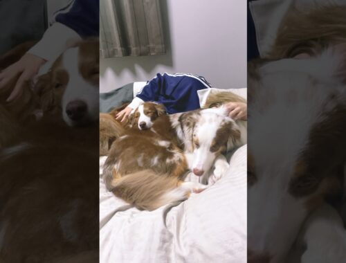 必ず一緒に添い寝したがる大きい犬達が可愛い😂【ボーダーコリー・オーストラリアンシェパード】 #shorts