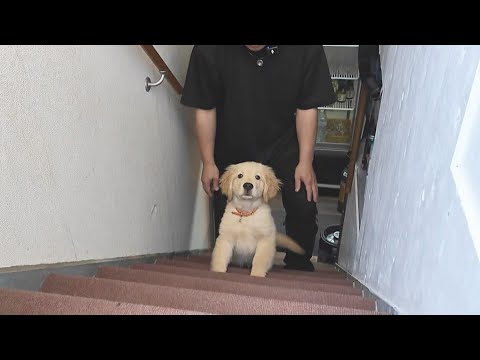 平屋で暮らす子犬が初めて見る階段を上る。その姿が(笑)【Golden Retriever japan】