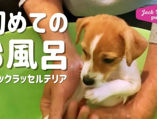 【初めてのお風呂】ジャックラッセルテリアの女の子マーレ　子犬