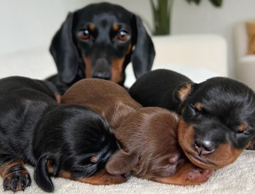 Mini Dachshund puppies are dreaming.