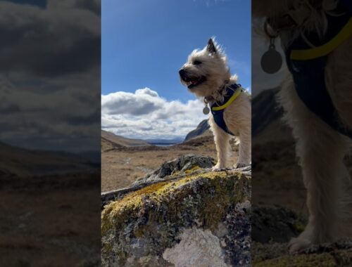 Cairn terrier finds his first Scottish cairn
