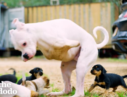 2-Legged Dog Has The Cutest Reaction To His Foster Puppies | The Dodo