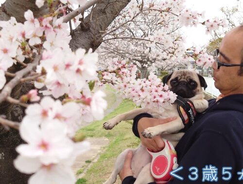 【pug】桜…来年も見れるといいなぁ