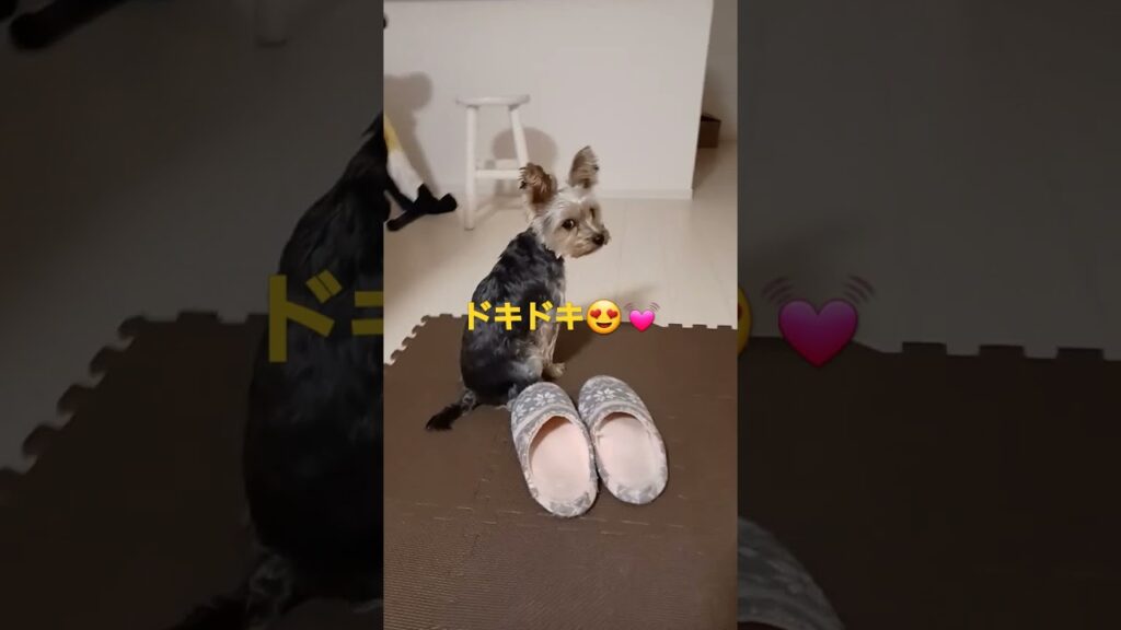 ヨークシャテリア犬 飼い主帰宅待つ再会にドキドキ隠せない#short