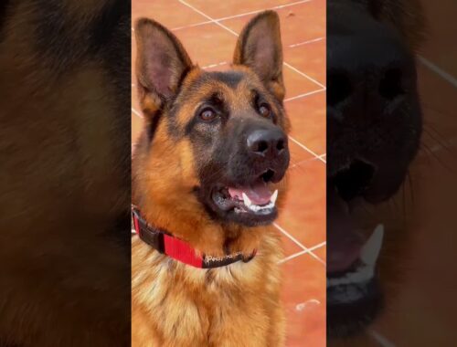 4 कुत्ते जो आपके लिए मर सकते हैं | Dogs that Can Die For You | #shorts