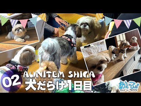 【1日目】シーズー犬だらけのお店開店【AUNITEM SHIGA 2023】vol.2